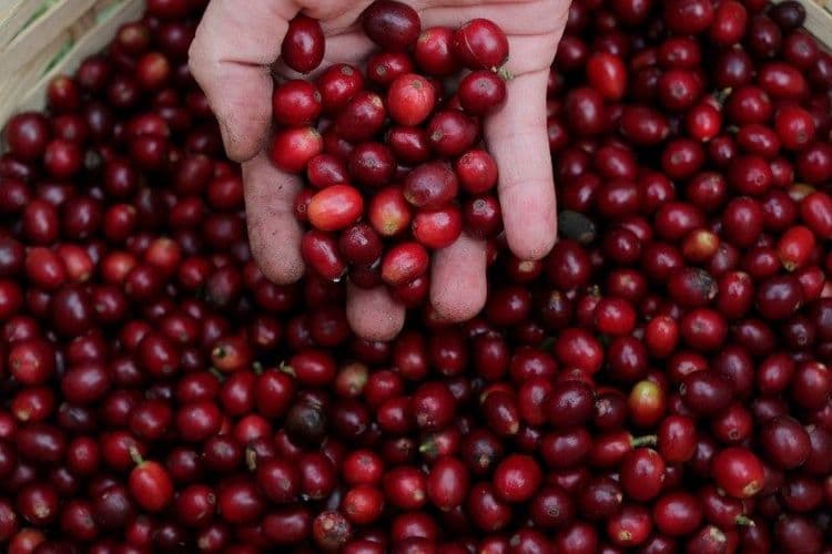 Café impulsiona inflação e IGP-10 supera expectativas em fevereiro