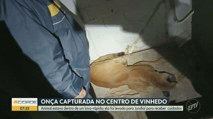 Onça parda é capturada em lava-rápido no centro de Vinhedo. Reprodução: Globo