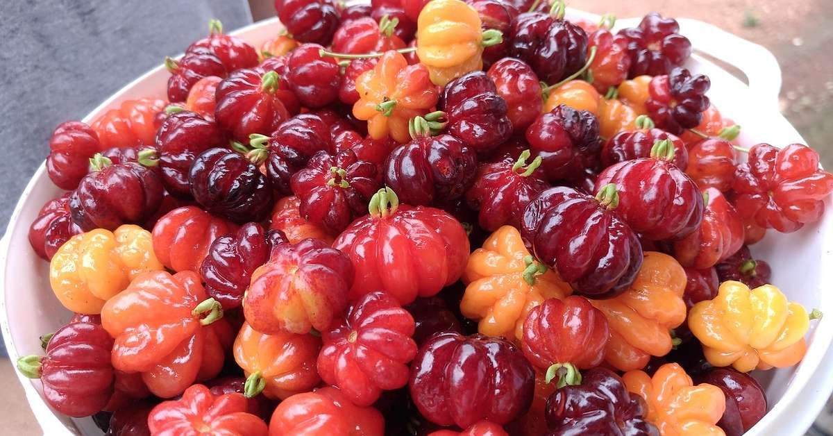 Descubra os Benefícios Nutricionais da Pitanga