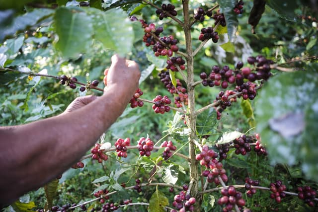Preço do café sobe com falta de chuva, altas temperaturas e quebra de safra. Reprodução: Miriam Leitão