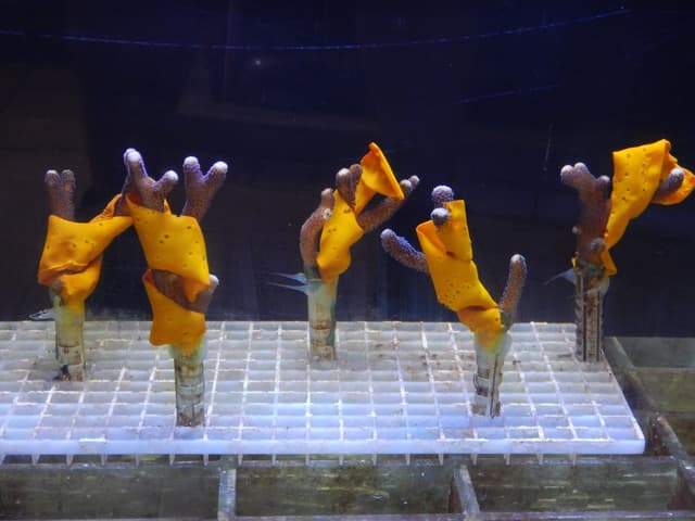 Legenda da imagem. Reprodução: Retorno do item 11