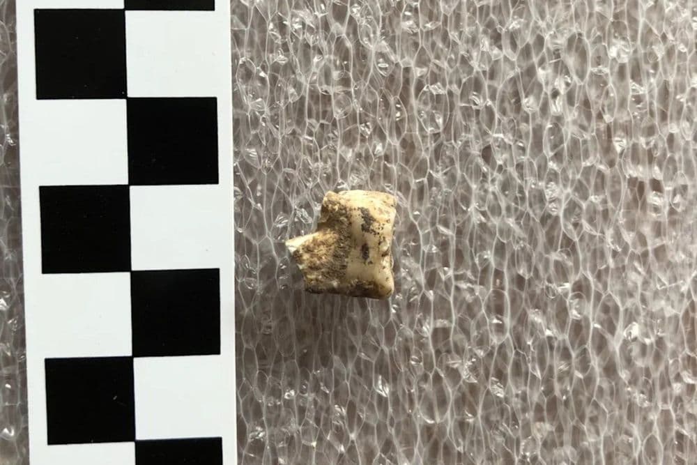 Pesquisadores revelam prática antiga de uso de drogas em descobertas arqueológicas. Reprodução: Gizmodo