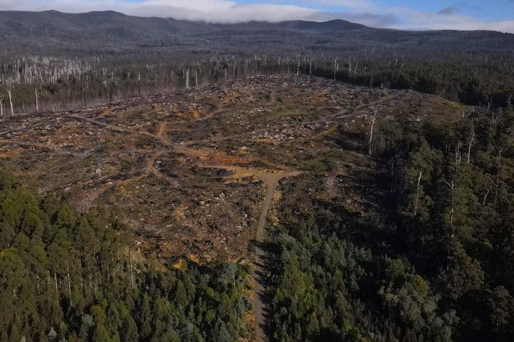 Toco de eucalipto de 500 anos representa a exploração madeireira em ecossistemas da Tasmânia. Reprodução: Globo