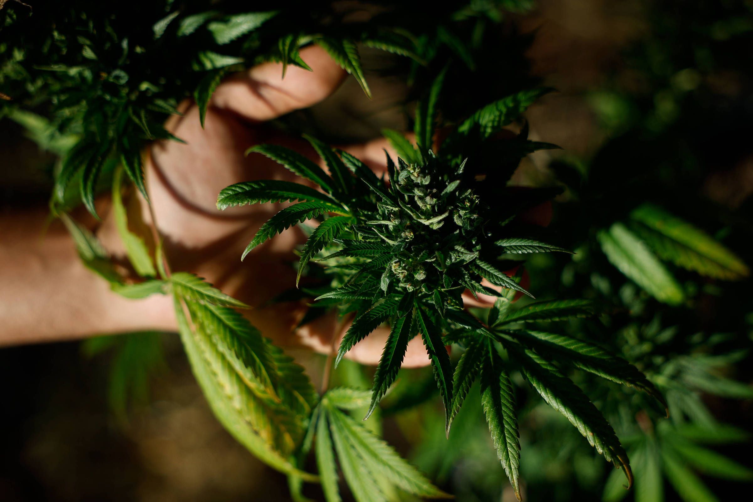 Mães lideram demanda por cannabis medicinal em mercado que cresce