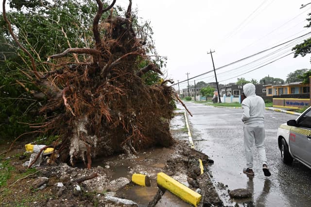 Morador observa árvore caída causada pelo furacão Melissa na Jamaica. Legenda da imagem. Reprodução: Retorno do item 11