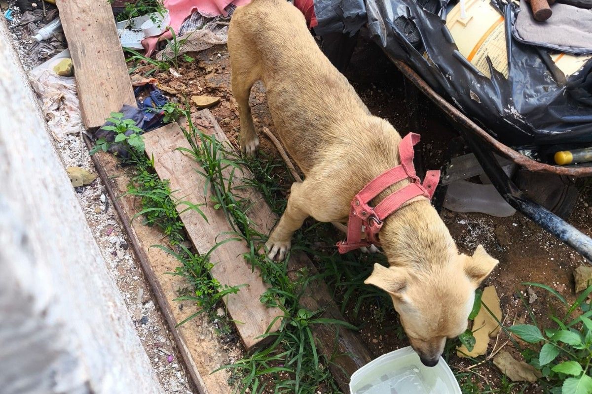 Dia Nacional dos Animais: casos de crueldade contra cães e gatos aumentam 61,9% em Pernambuco. Reprodução: G1