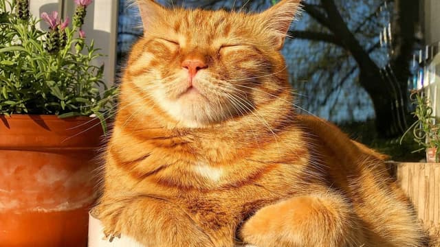 Como proteger seu gato das altas temperaturas