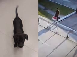 Homem abandona cadela de 3 meses no estacionamento do aeroporto em Florianópolis. Reprodução: Globo