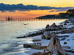 Driftwood Beach, na Geórgia, é famosa por suas árvores desgastadas e paisagens únicas. Reprodução: Business Insider