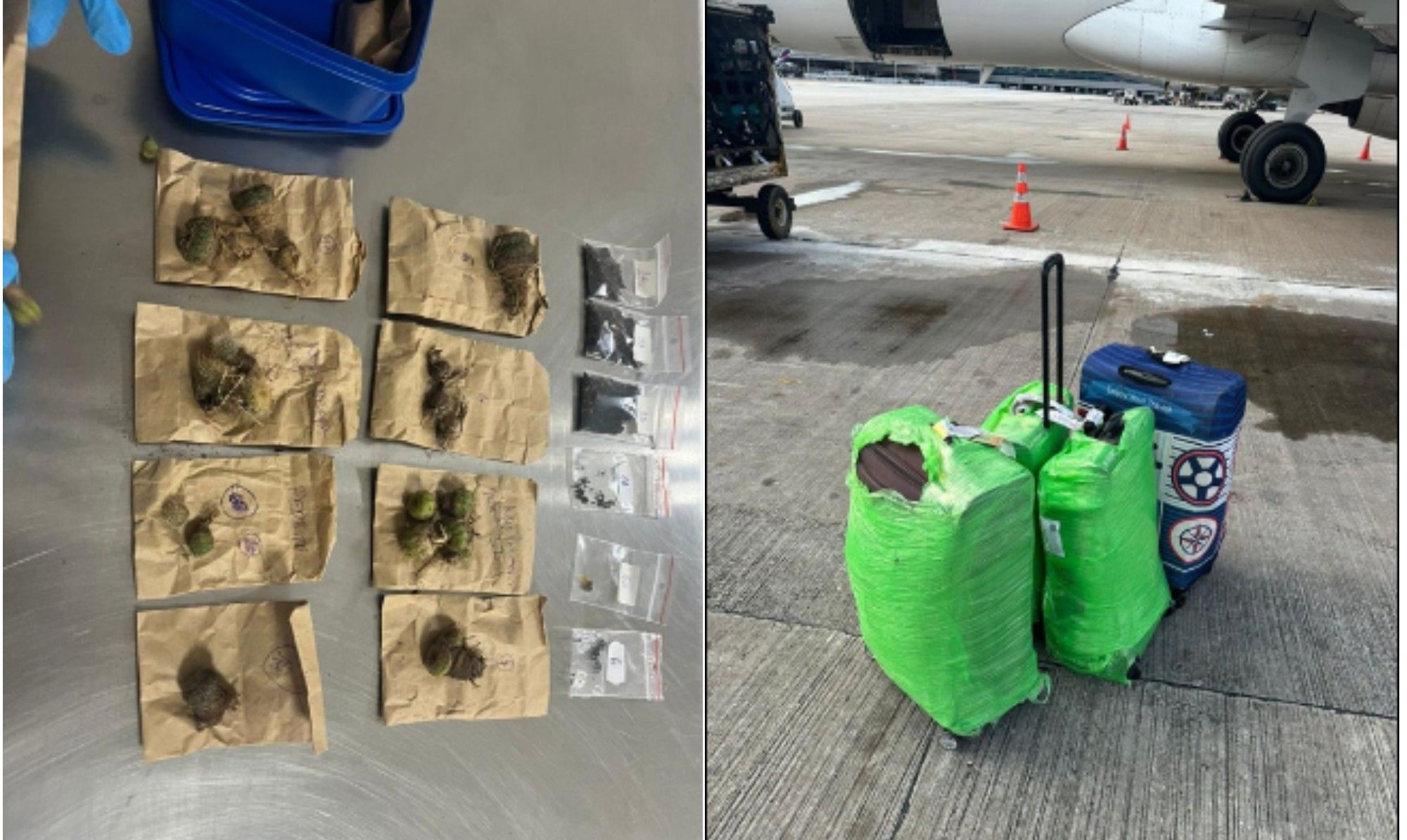 Turistas tchecos detidos em Guarulhos com cactos e sementes ocultos em malas e sapatos.. Reprodução: Oglobo